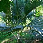 Latania lontaroides Natur