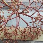 Photinia serrulataFlower