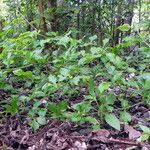 Plumbago zeylanica Habit