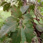 Combretum collinum Leaf