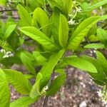 Oemleria cerasiformis Leaf