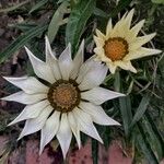 Gazania spp.Flor