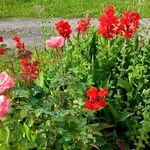 Canna indicaFlower