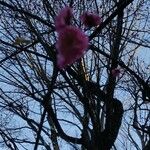 Prunus mume Blomma