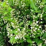 Deutzia gracilis Flower