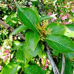 Weigela florida Feuille