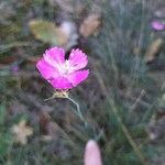 Dianthus graniticusЦвят