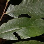 Guatteria ucayalina 葉
