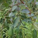 Combretum celastroides Blatt