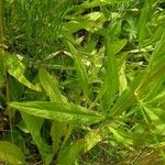 Succisella inflexa 葉