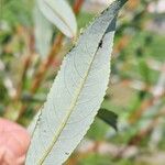 Salix daphnoides ഇല