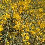 Genista aetnensis Flower