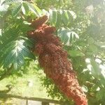 Rhus typhinaFlower