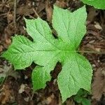 Dorstenia contrajerva Leaf