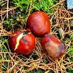 Aesculus californica Fruit