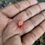 Barringtonia acutangula Blomma