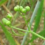 Bifora testiculata Плод