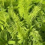 Thelypteris noveboracensis Leaf