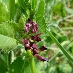 Vicia serratifolia Lorea
