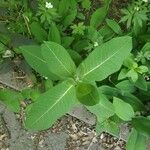 Asclepias purpurascensLehti