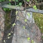 Vitis rotundifolia Lapas