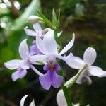 Calanthe sylvatica Flower