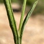 Centaurea melitensis Leaf