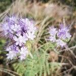 Phacelia tanacetifolia Цвят