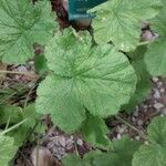 Pelargonium vitifolium 葉