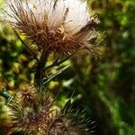 Cirsium ferox Frugt