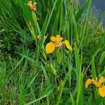 Iris pseudacorusFlower