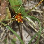 Carex pumila Habitus