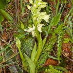 Orchis provincialis Hábito