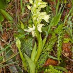 Orchis provincialis Habitus