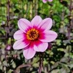 Dahlia merckii Flower