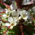 Saxifraga longifolia Цвят