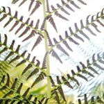 Athyrium filix-femina Feuille