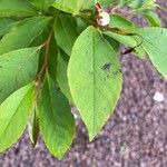 Stewartia rostrata Hoja