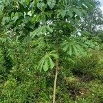 Cecropia pachystachya Feuille