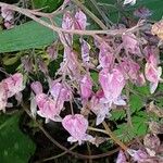 Dicentra formosa Flower