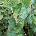 Alliaria petiolata Leaf