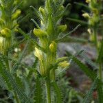 Pedicularis anserantha Habit