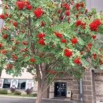 Sorbus decora Fruit