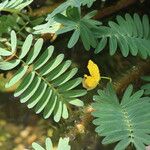 Aeschynomene fluitans Flor