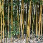 Phyllostachys aureosulcata Koor