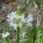Xerophyllum tenax 花