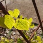 Dioscorea polystachya ഇല