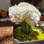 Mammillaria plumosa Blad