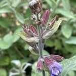 Salvia fruticosa Çiçek