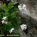 Asperula hirta Habit